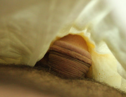 My Small Cock images Image 5